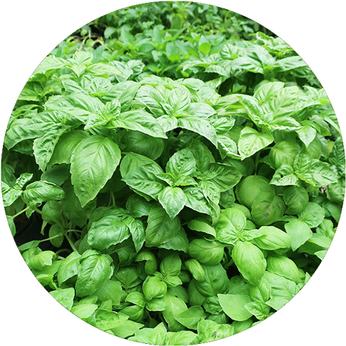 Several varieties of healthy, green herbs on a garden center table.